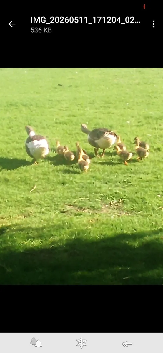 Pomeranian  goslings - Image 2