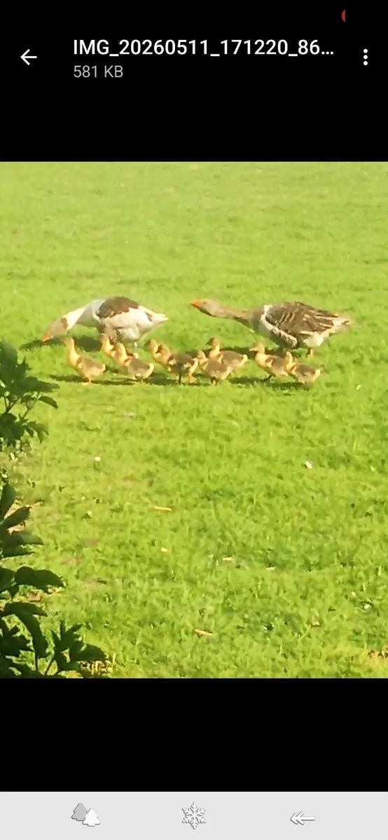 Pomeranian  goslings - Image 3