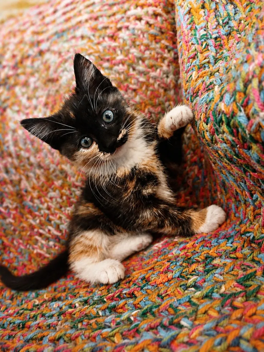 Beautiful KITTENS (Maine Coon mix) Limerick City - Image 1