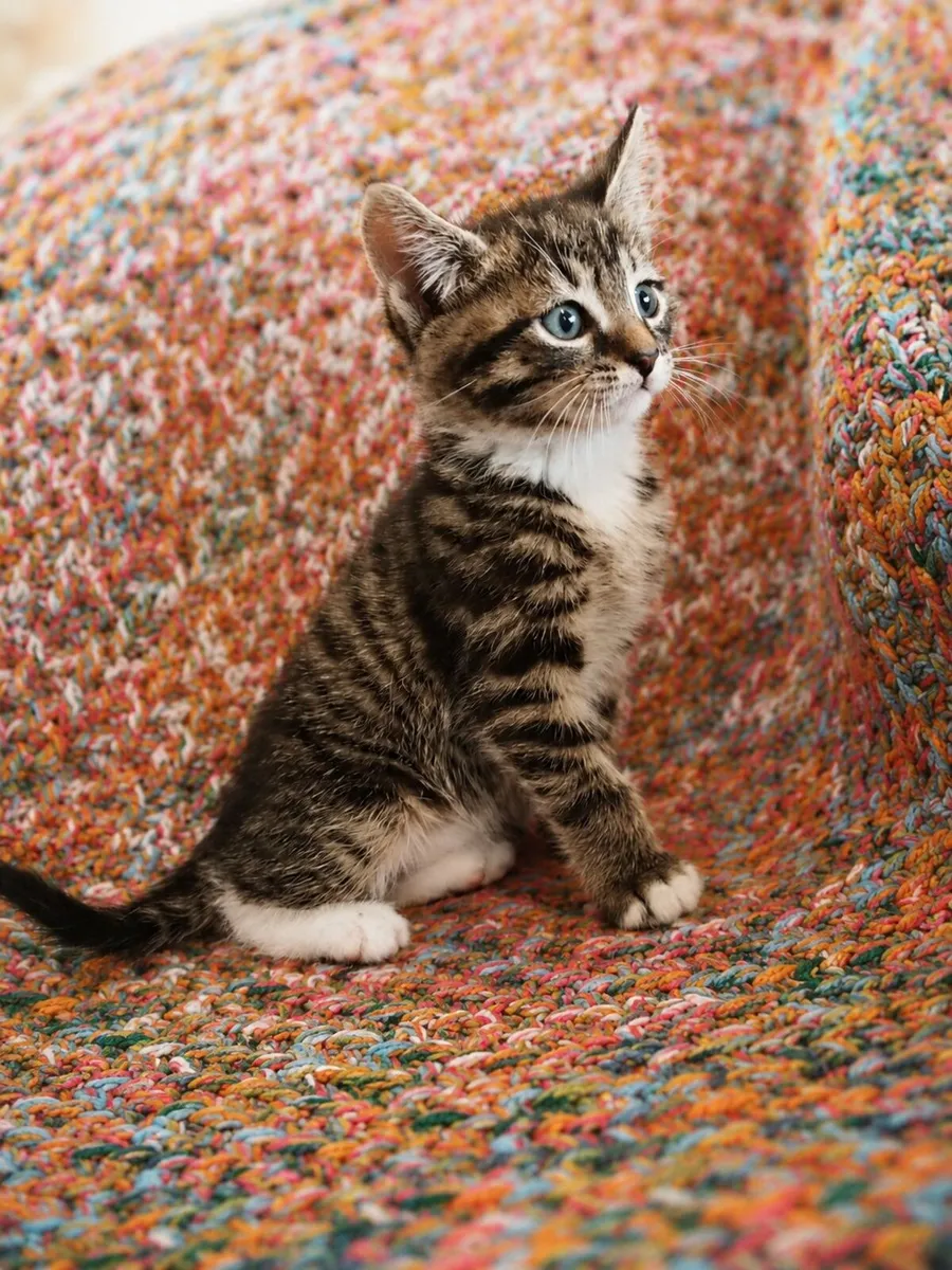 Beautiful KITTENS (Maine Coon mix) Limerick City - Image 2