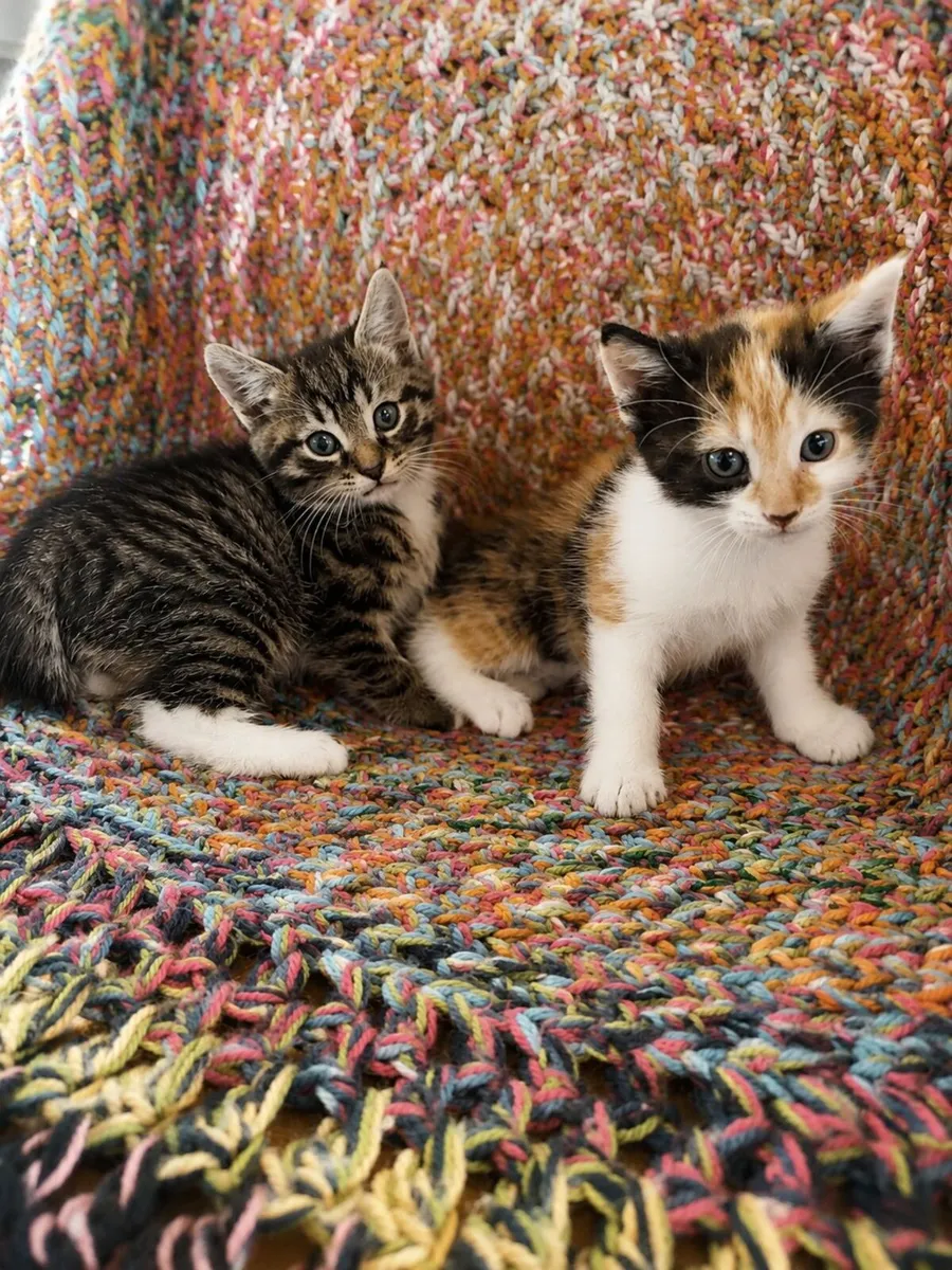 Beautiful KITTENS (Maine Coon mix) Limerick City - Image 4