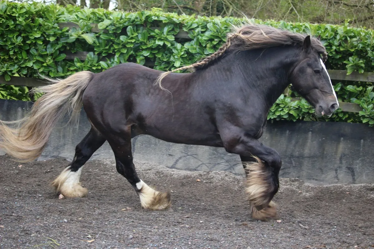 Silver Bay Sooty stallion - Image 2