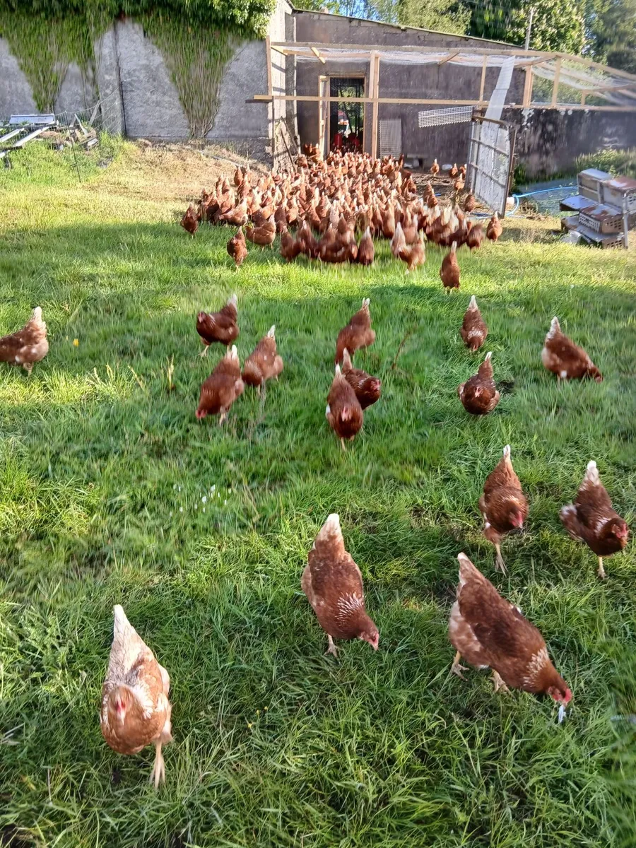 Laying Hens - Image 1