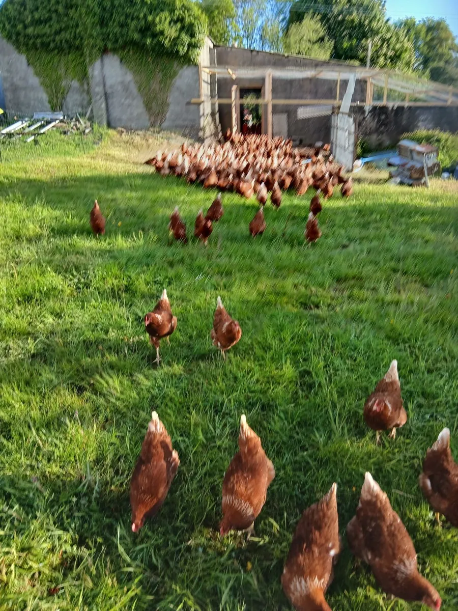Laying Hens - Image 2