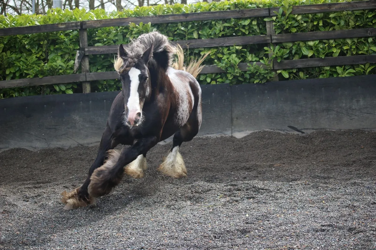 Silver Bay Sooty stallion - Image 3