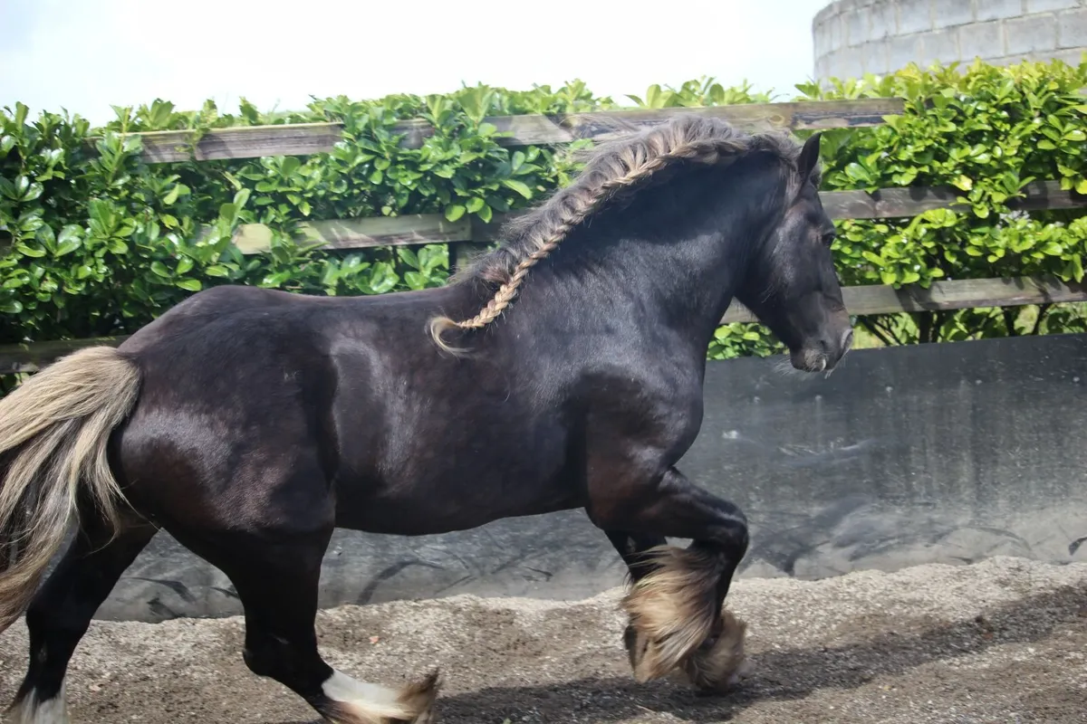Silver Bay Sooty stallion - Image 4