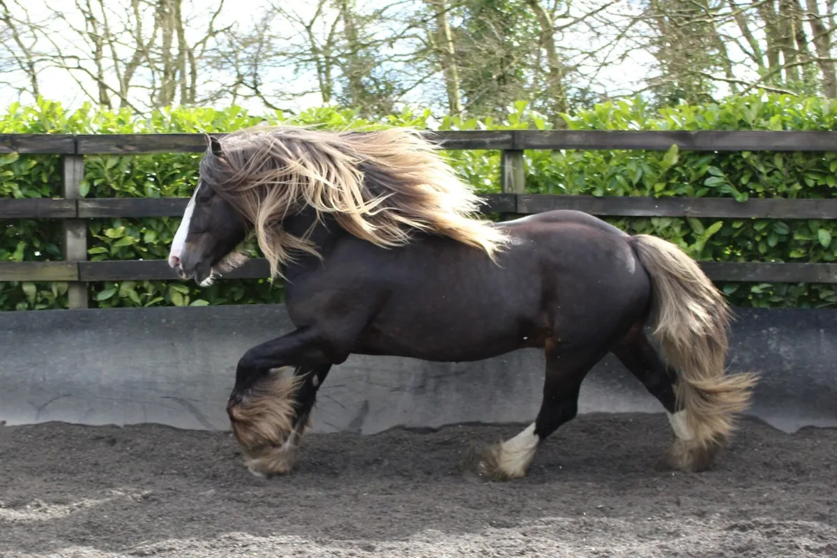 Silver Bay Sooty stallion - Image 1
