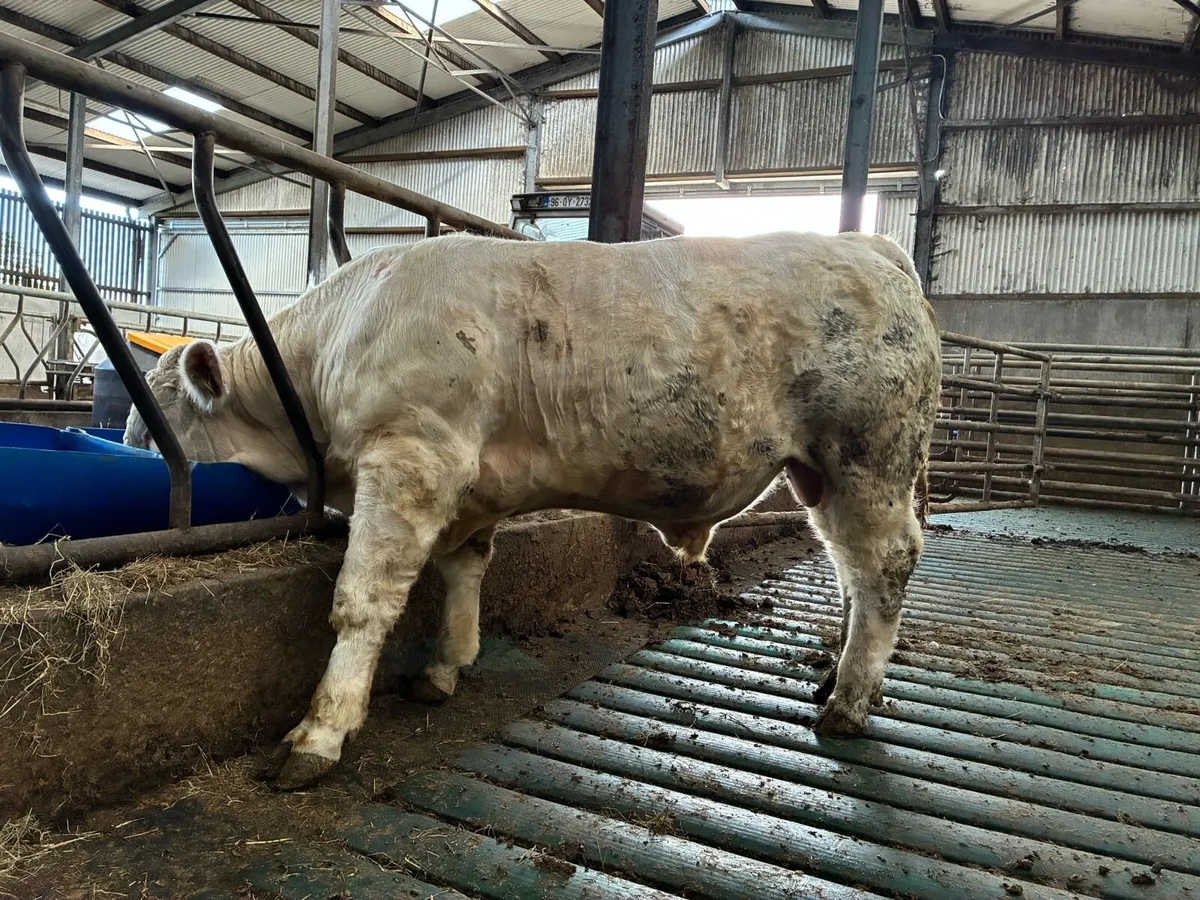 Bull - Image 1