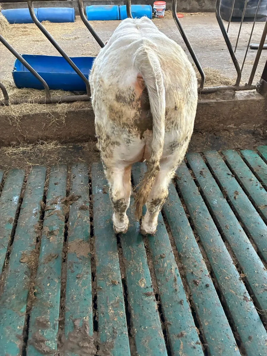 Bull - Image 2