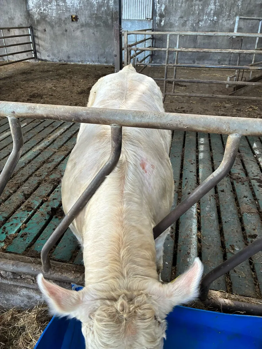 Bull - Image 3