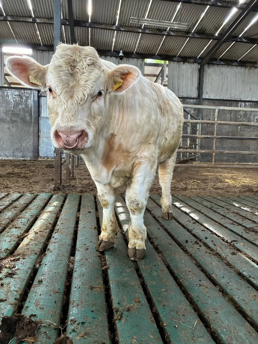 Bull - Image 4