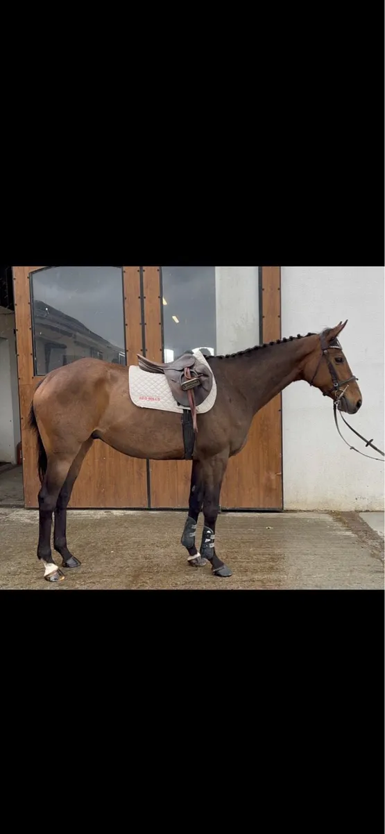 All rounder horse - Image 1