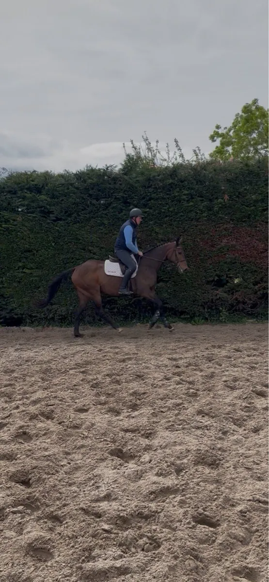 All rounder horse - Image 2