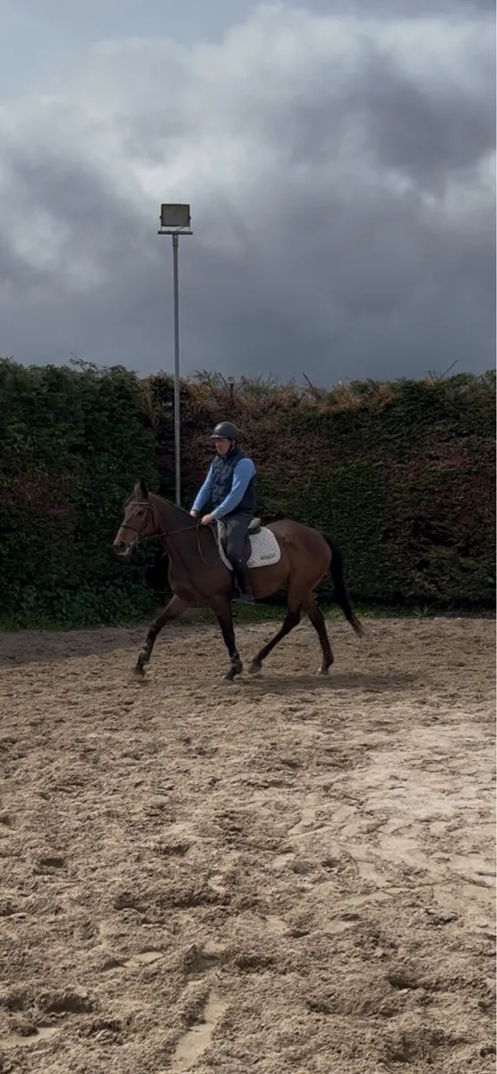 All rounder horse - Image 3