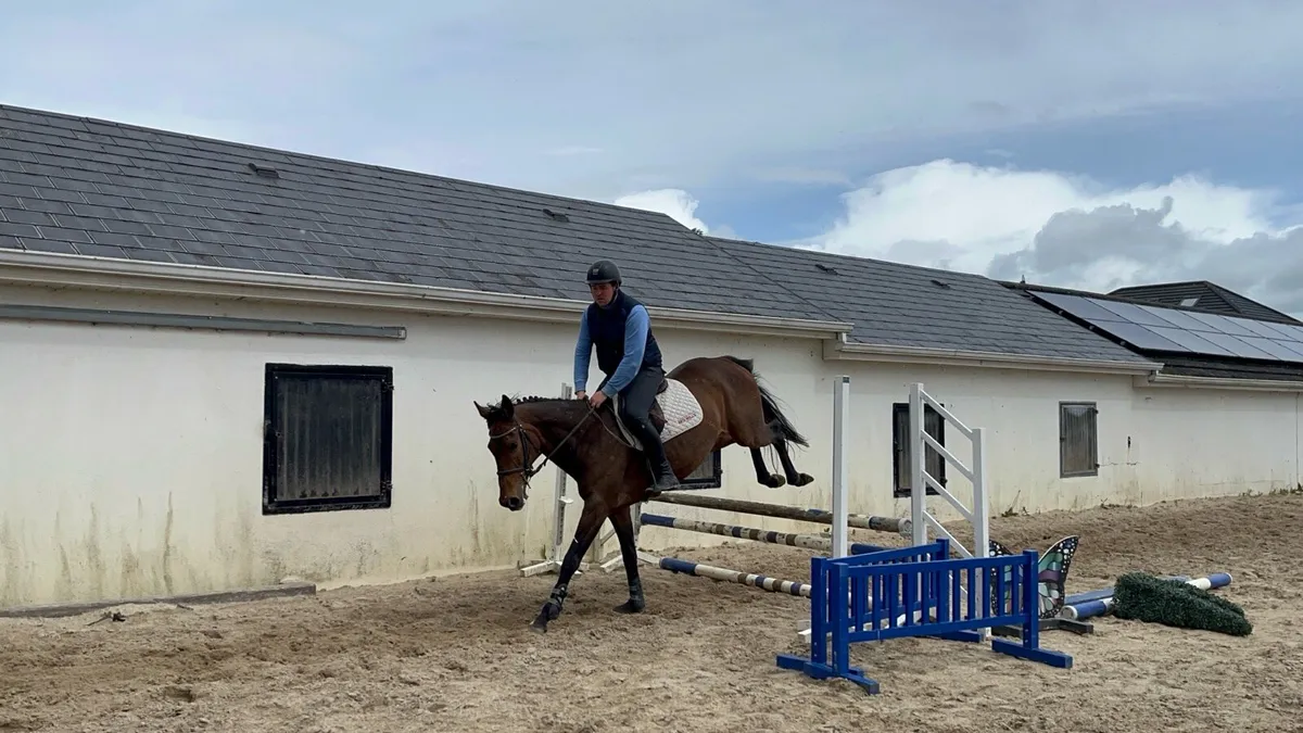 All rounder horse - Image 4
