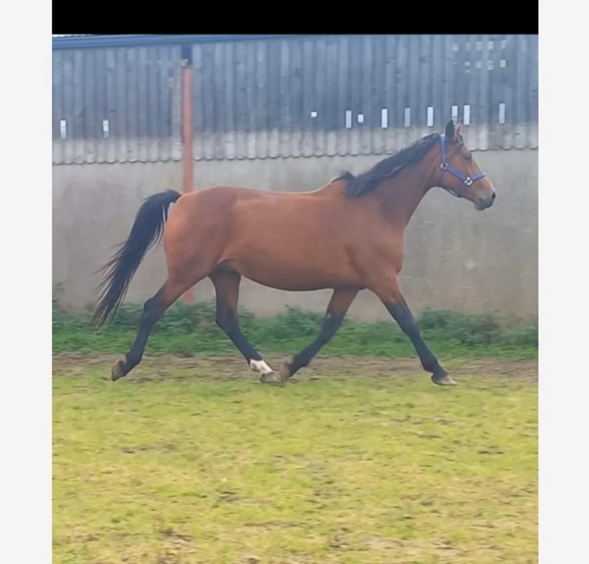 Brood mare - Image 1