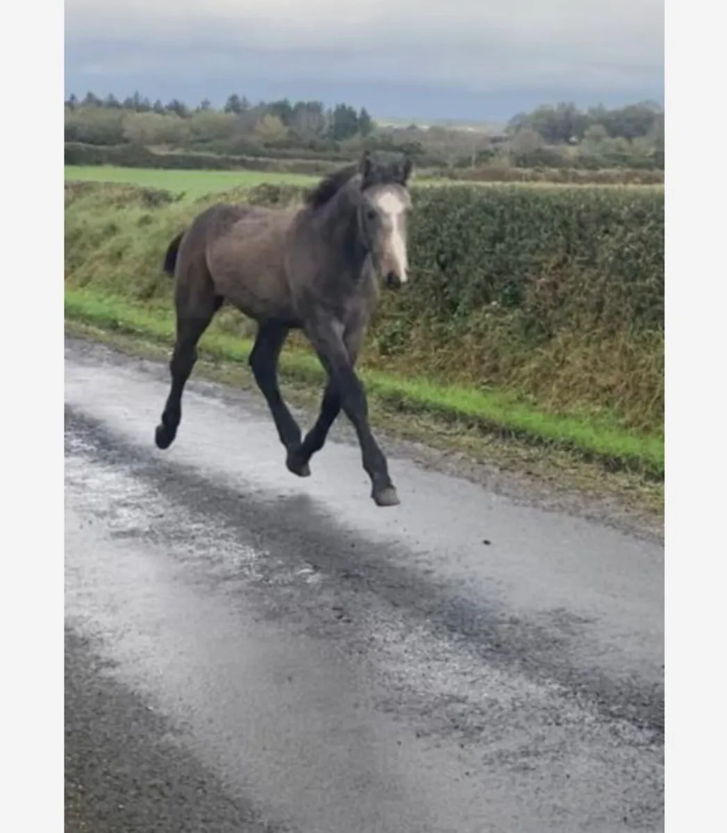 Brood mare - Image 3
