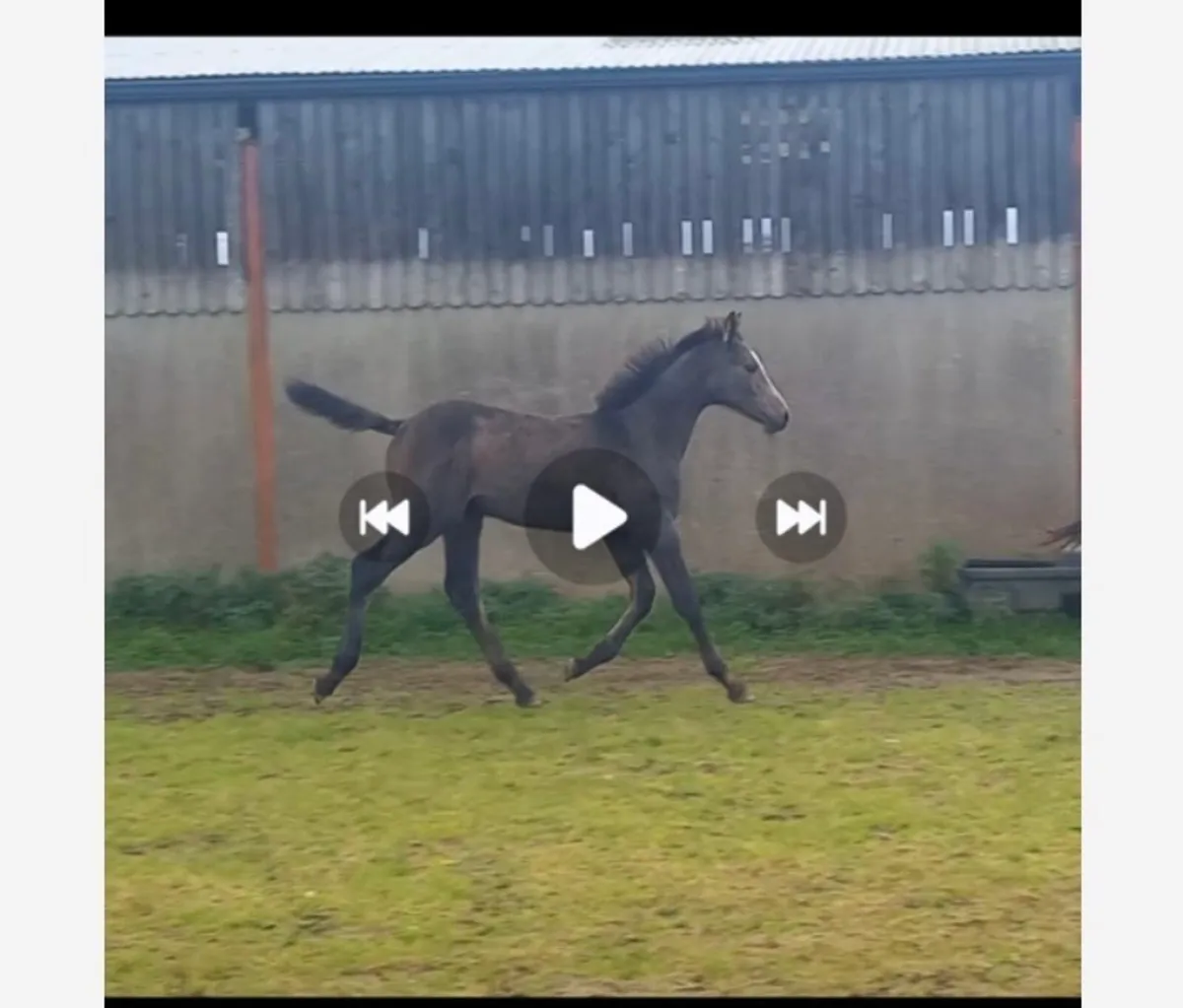 Brood mare - Image 2