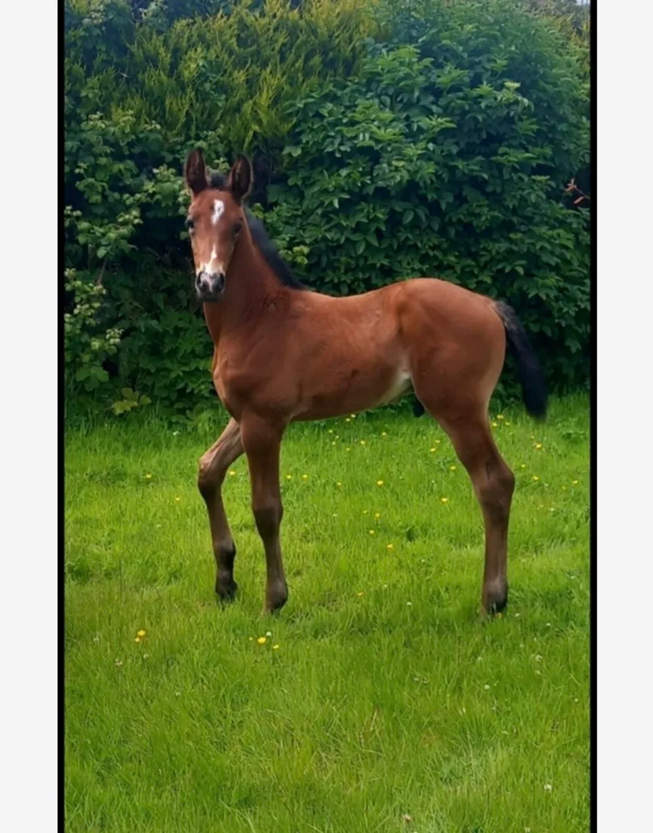 Brood mare - Image 4