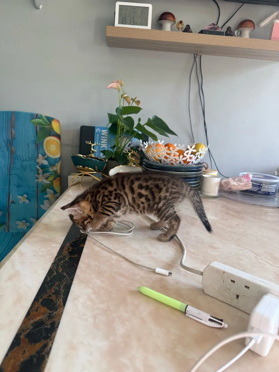 Mix Bengal - Image 2
