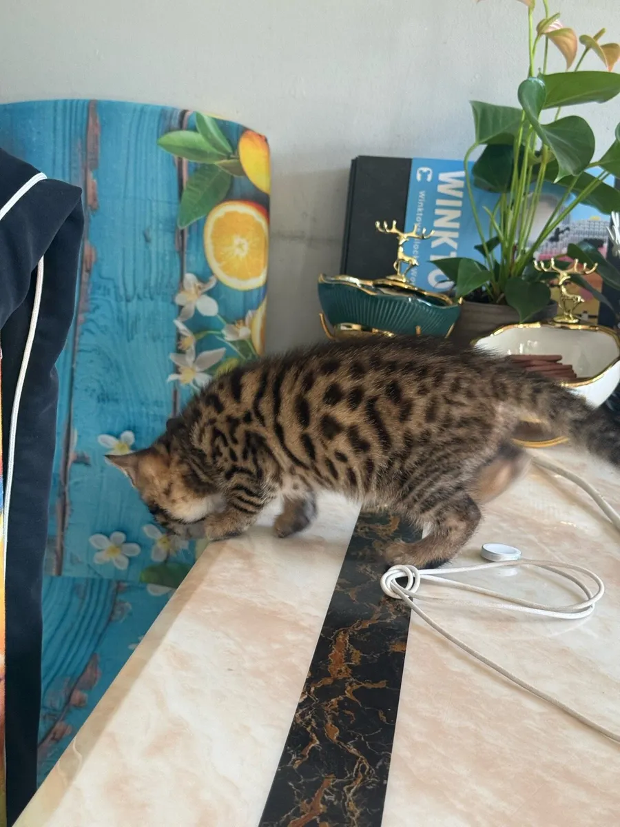Mix Bengal - Image 4