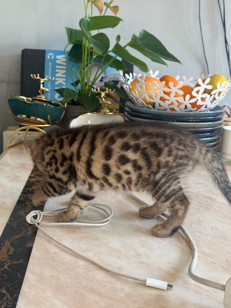 Mix Bengal - Image 3