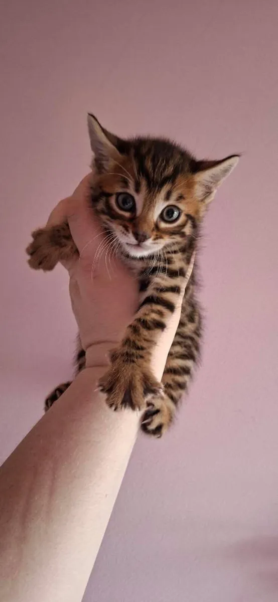 Mix Bengal - Image 1