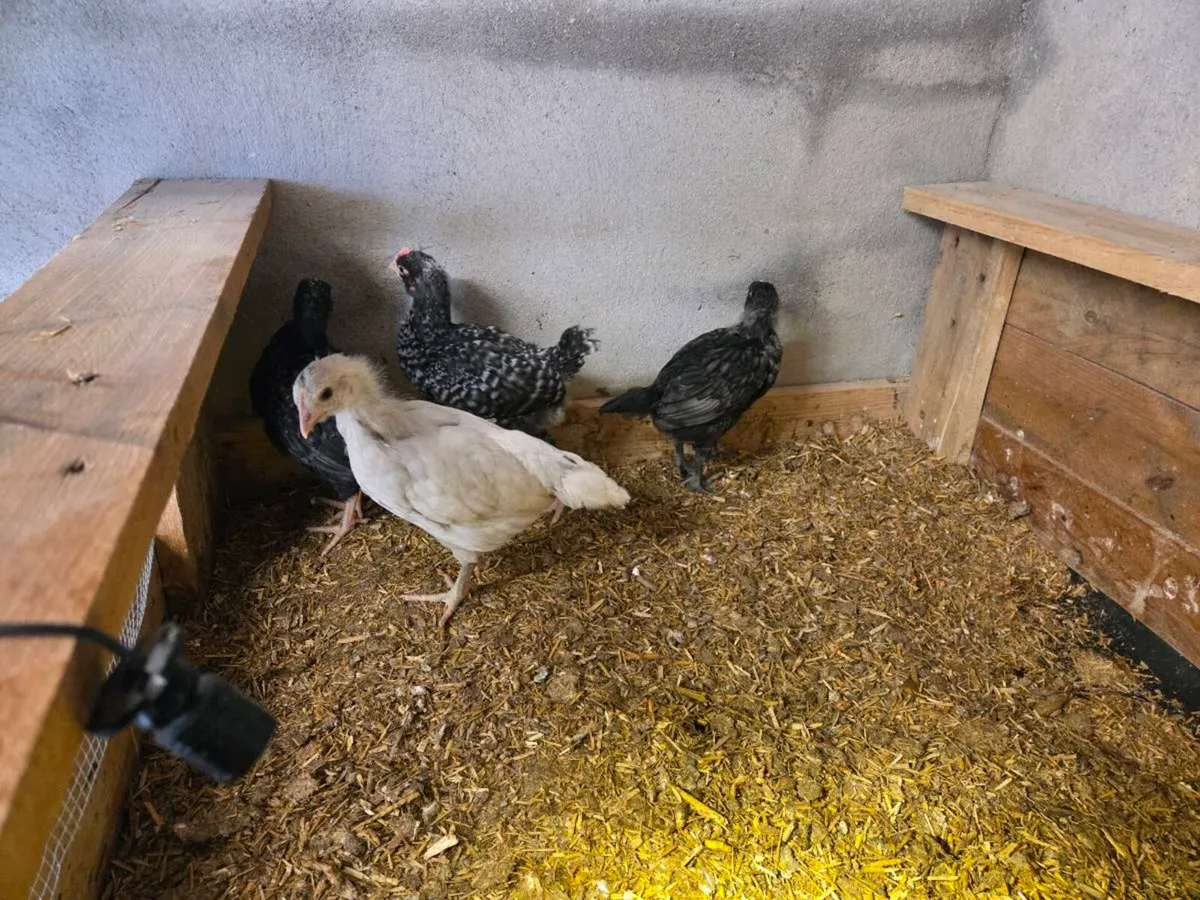 Chicks and Roos - Image 1