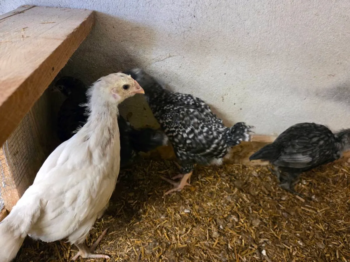 Chicks and Roos - Image 2