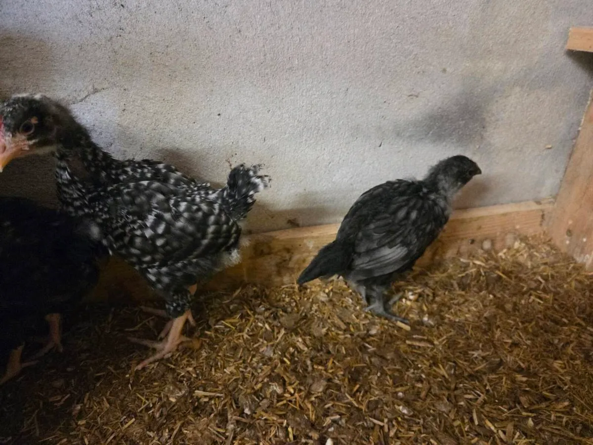 Chicks and Roos - Image 3