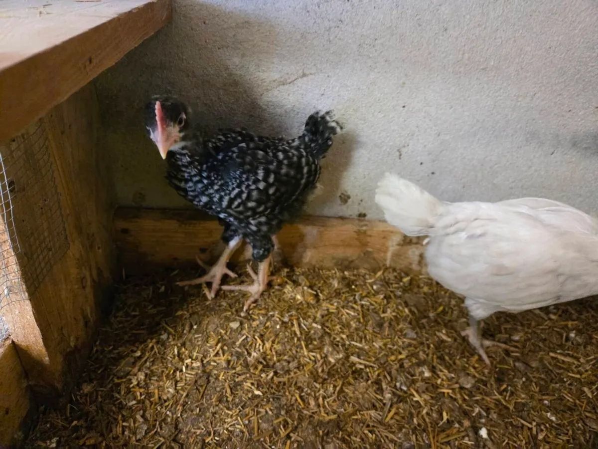 Chicks and Roos - Image 4