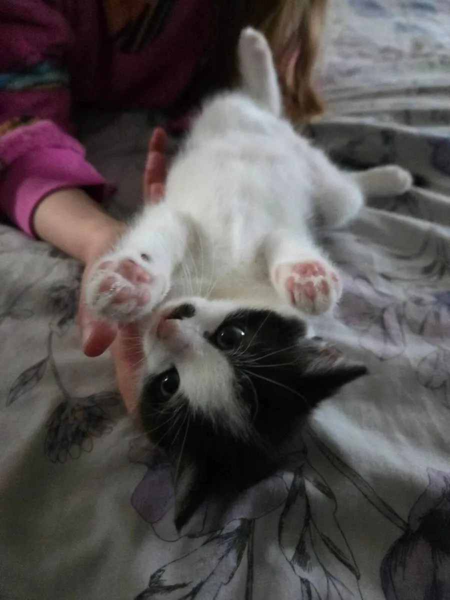 Kittens - Image 2