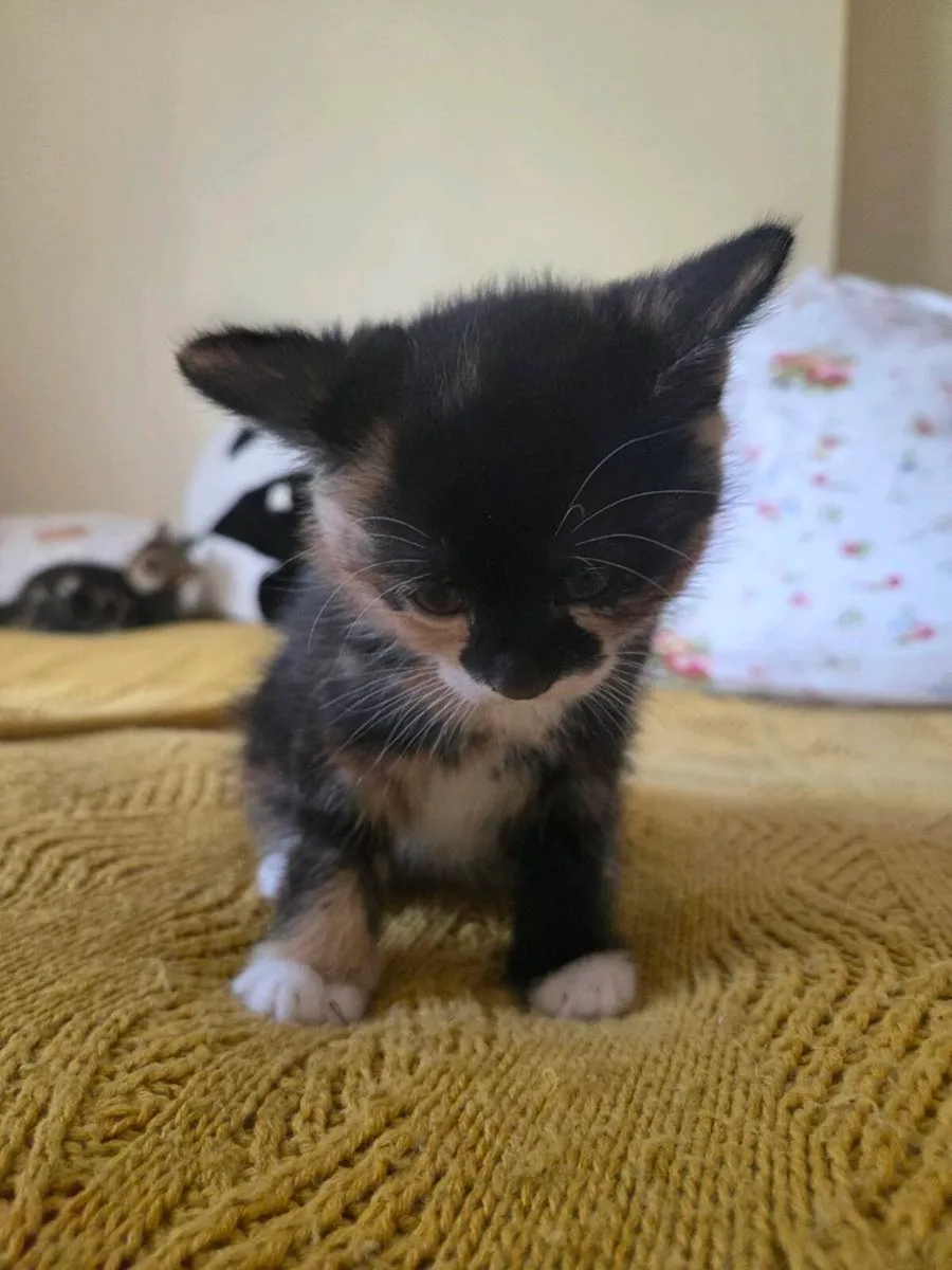Kittens - Image 3