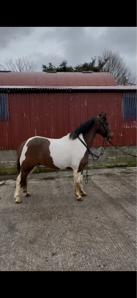 12.2 pony - Image 2