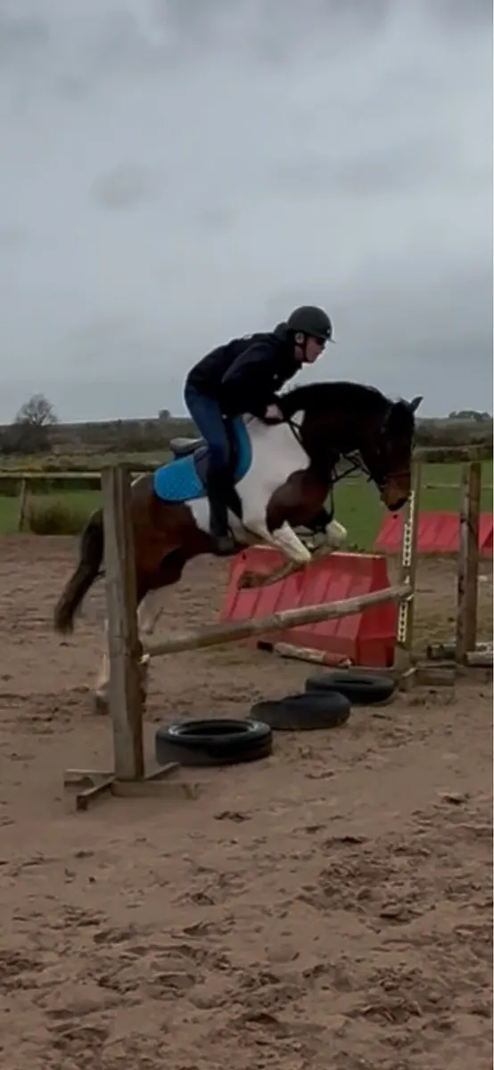 12.2 pony - Image 3