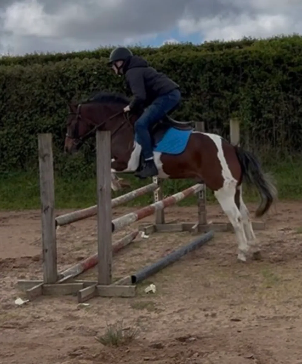12.2 pony - Image 4