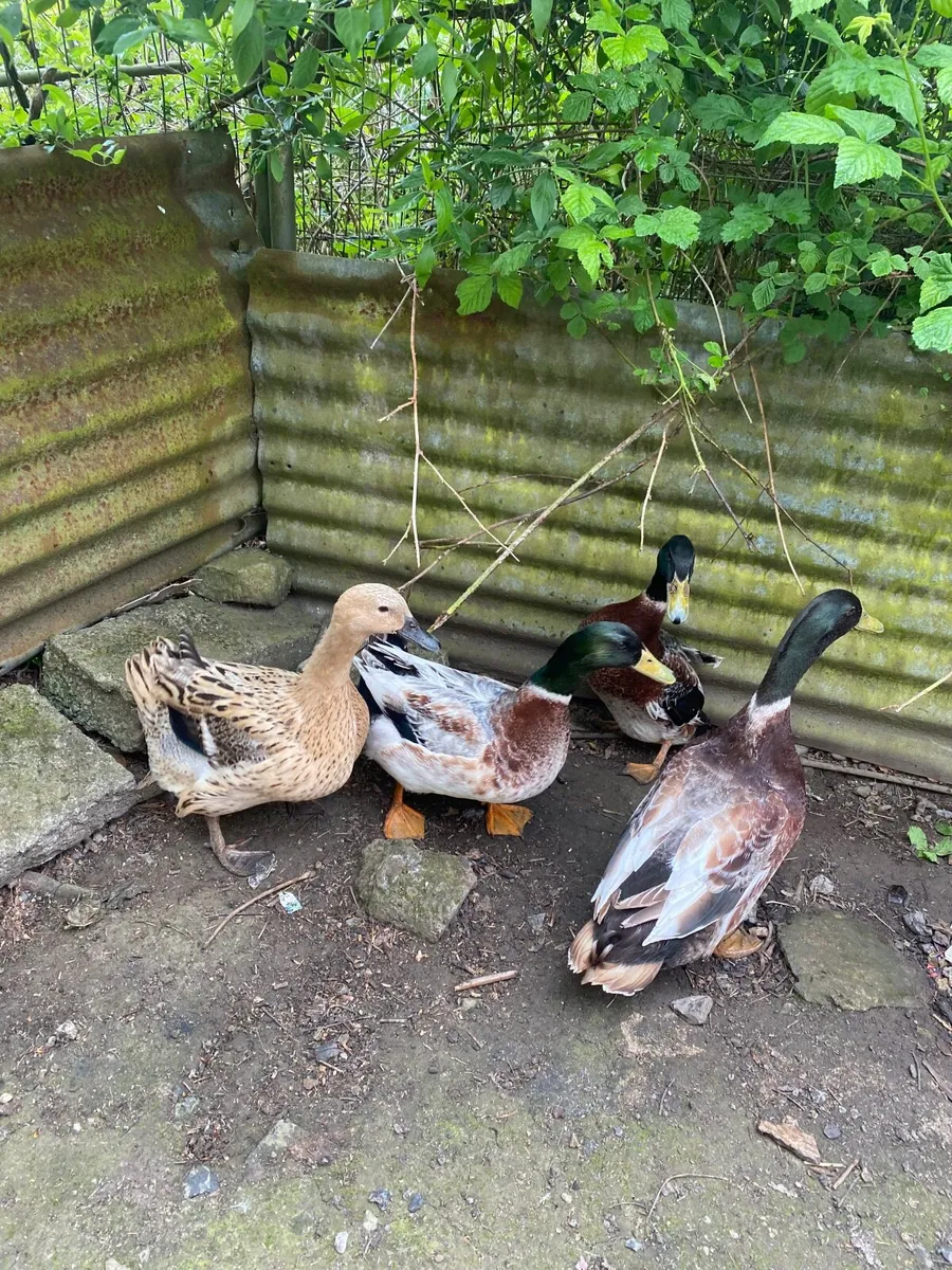 Poultry - Image 2