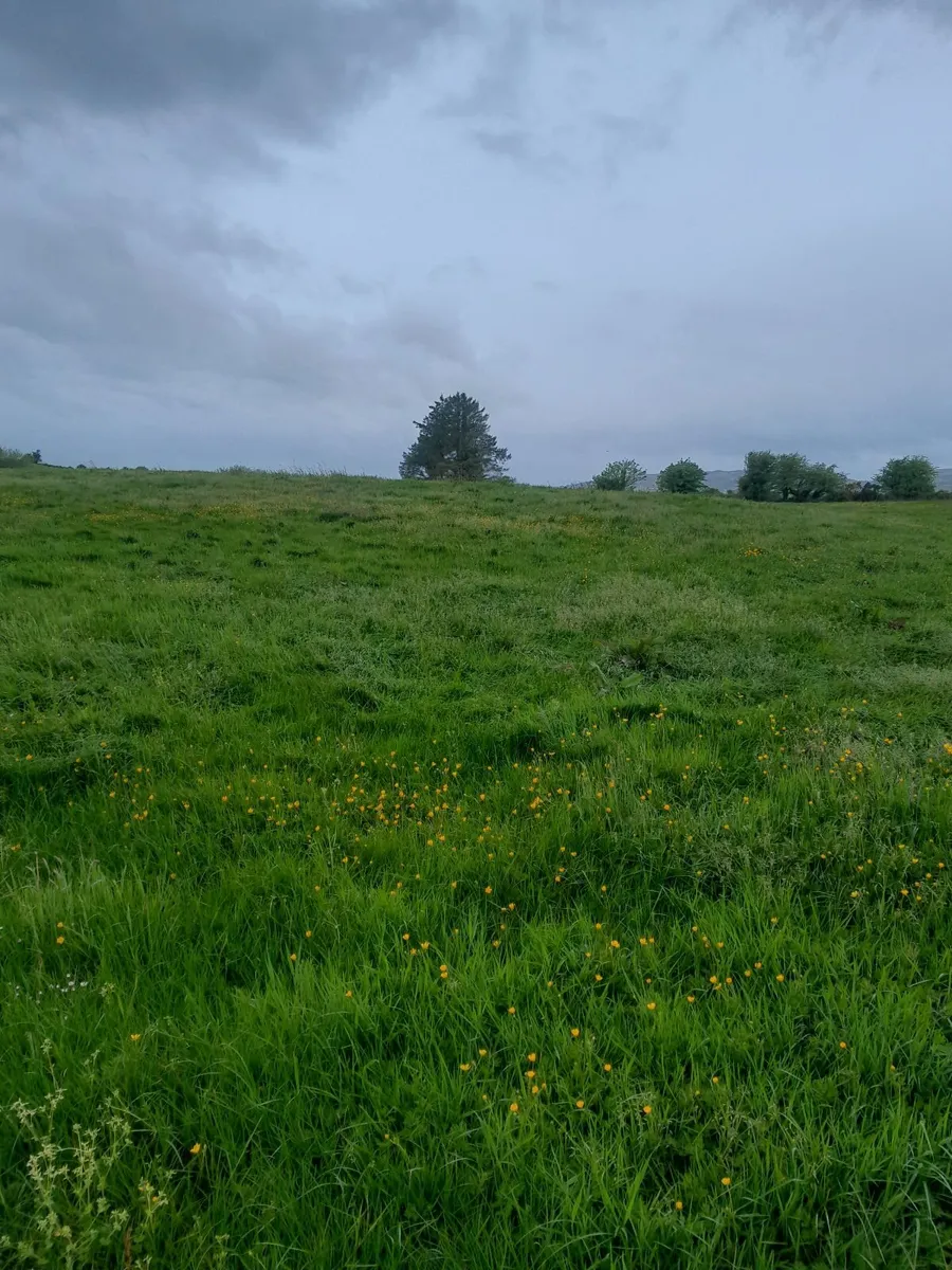 silage growing