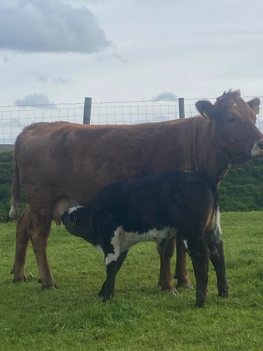 ⭐️2 super cows with claves at foot⭐️ - Image 1