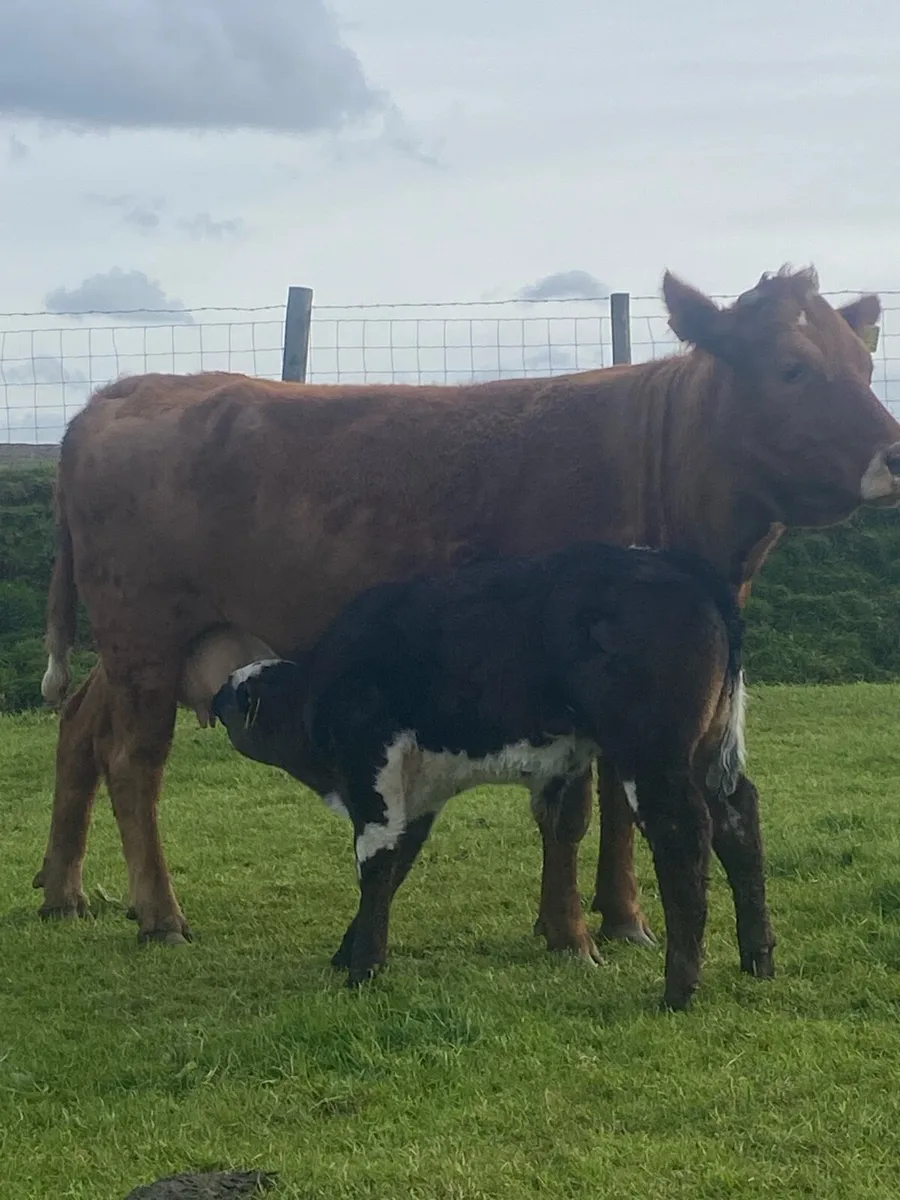 ⭐️2 super cows with claves at foot⭐️ - Image 2