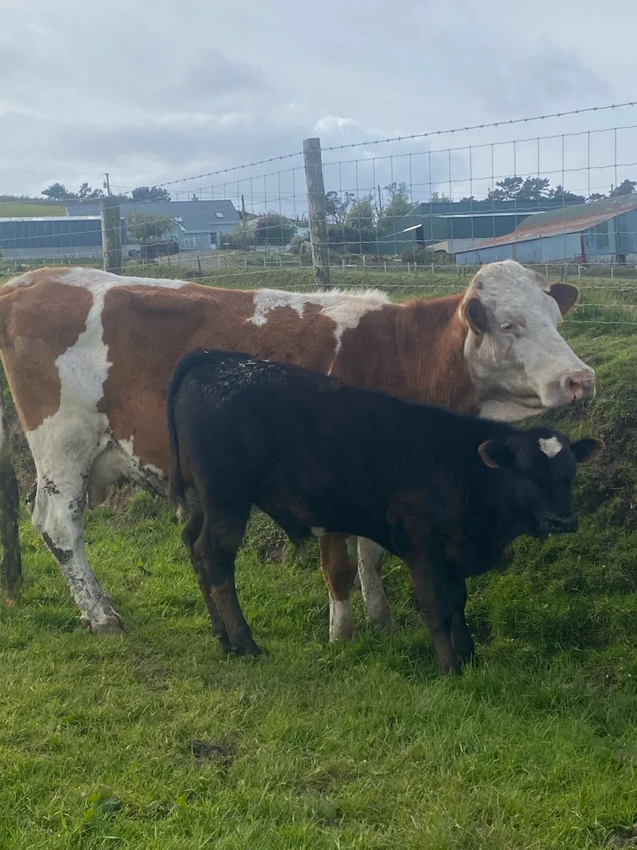⭐️2 super cows with claves at foot⭐️ - Image 3