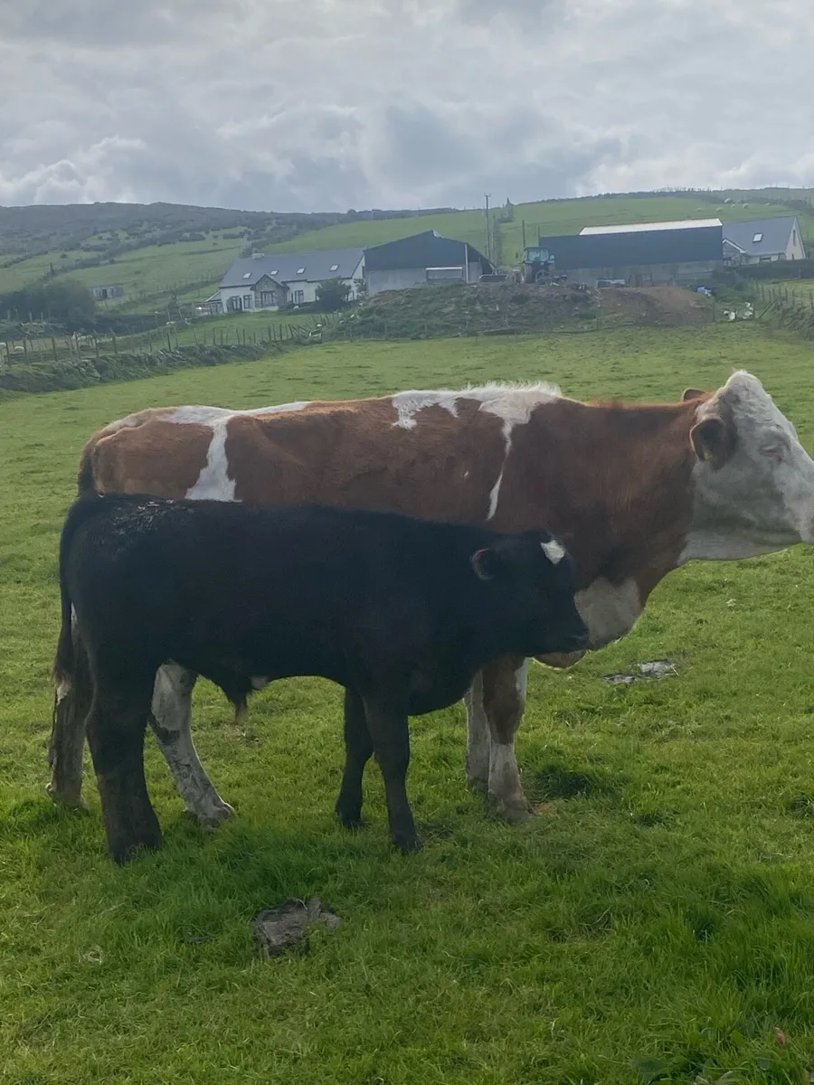 ⭐️2 super cows with claves at foot⭐️ - Image 4
