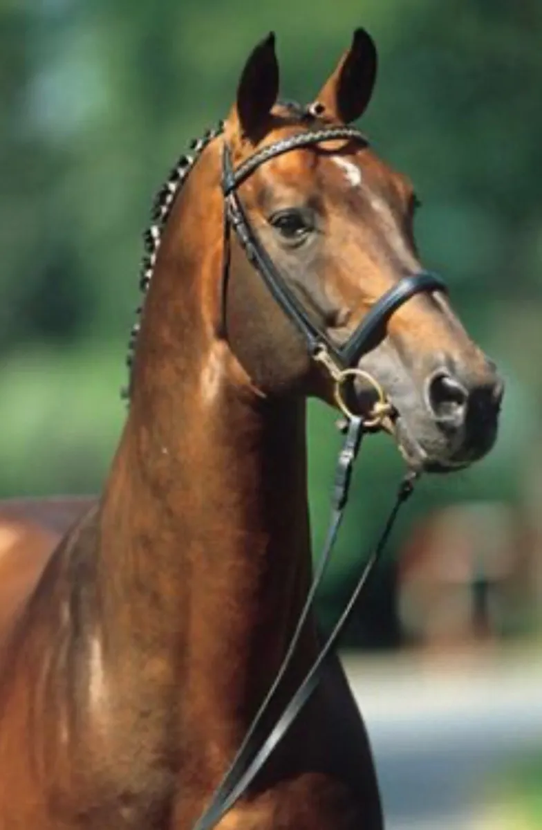 Landor S  stallion 4 frozen straws - Image 3