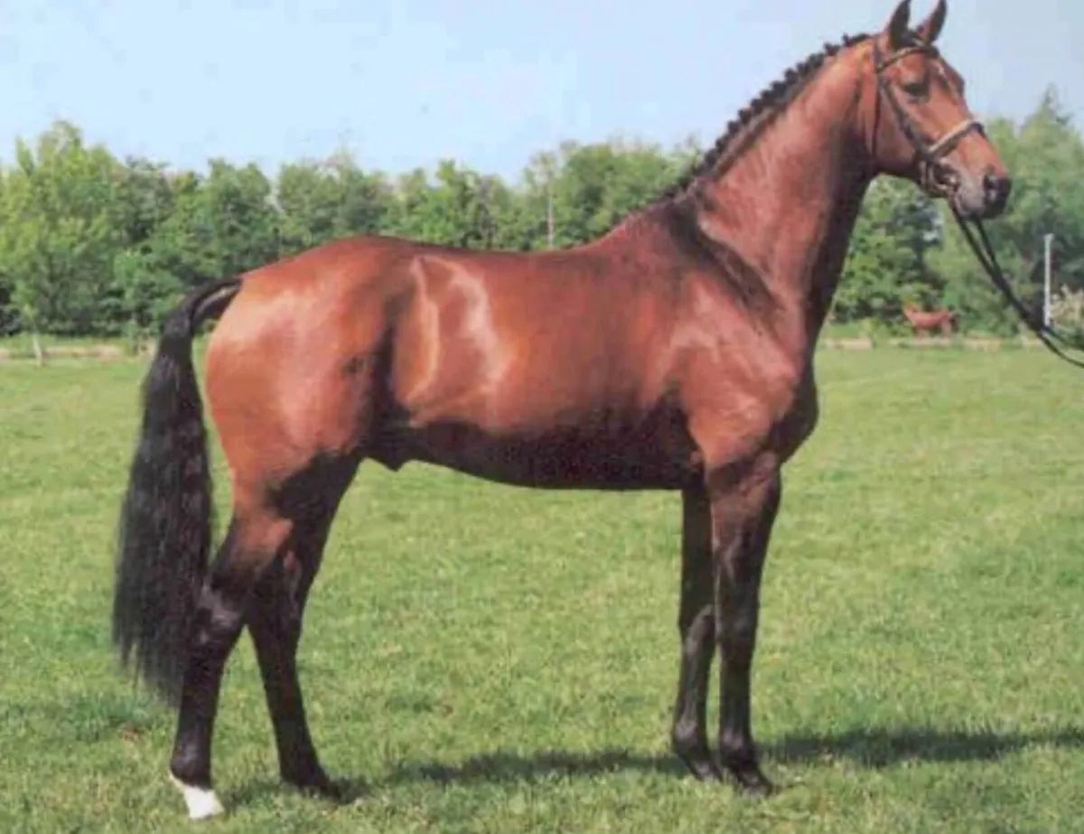 Landor S  stallion 4 frozen straws - Image 1