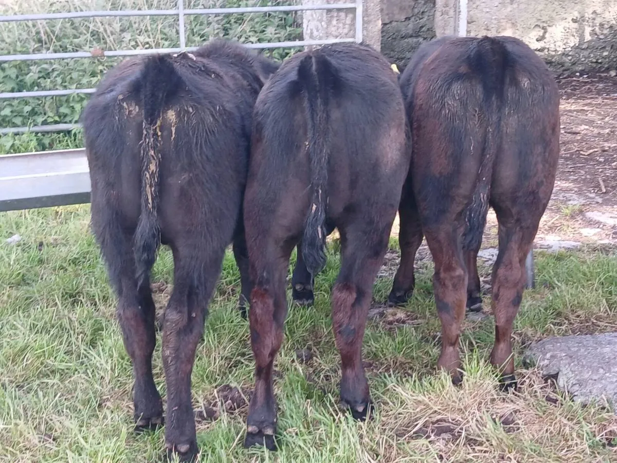 4 Suckler Bred Bull Weanlings - Image 2