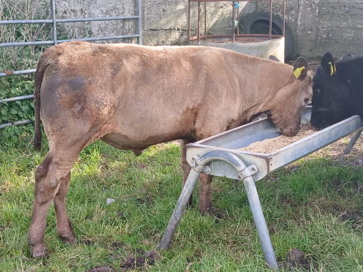 4 Suckler Bred Bull Weanlings - Image 4