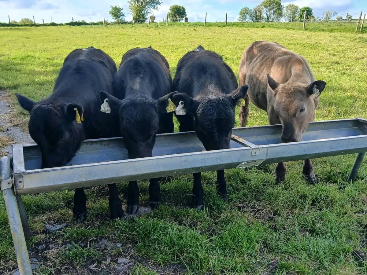 4 Suckler Bred Bull Weanlings - Image 3