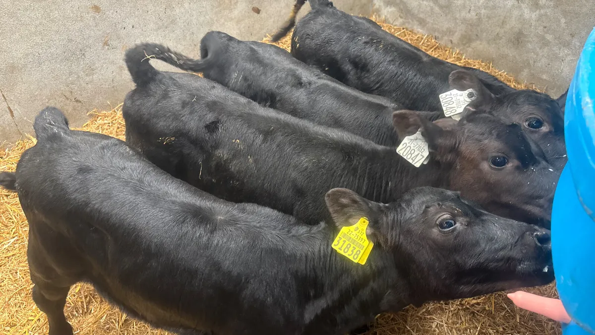 4 Quality Angus Heifer Calves - Image 1
