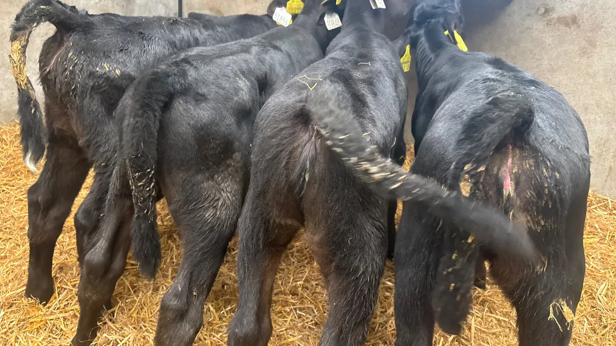 4 Quality Angus Heifer Calves - Image 2