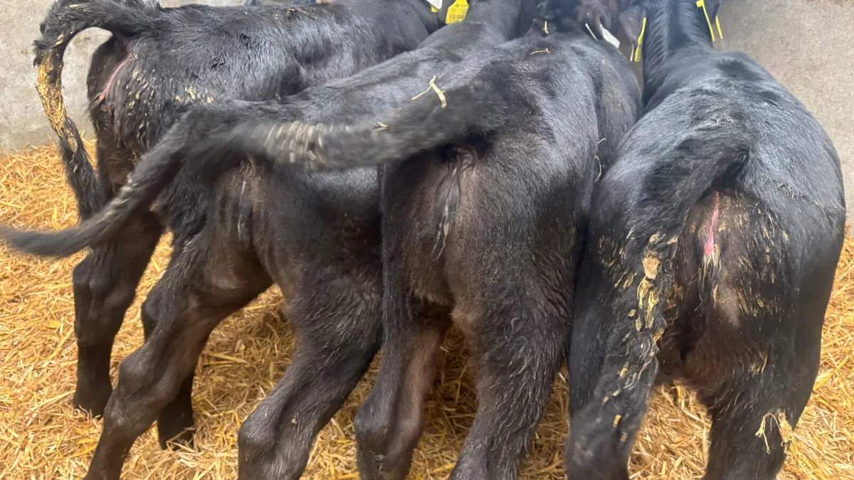 4 Quality Angus Heifer Calves - Image 3